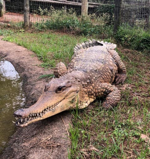 Croc World Image Hello Joburg