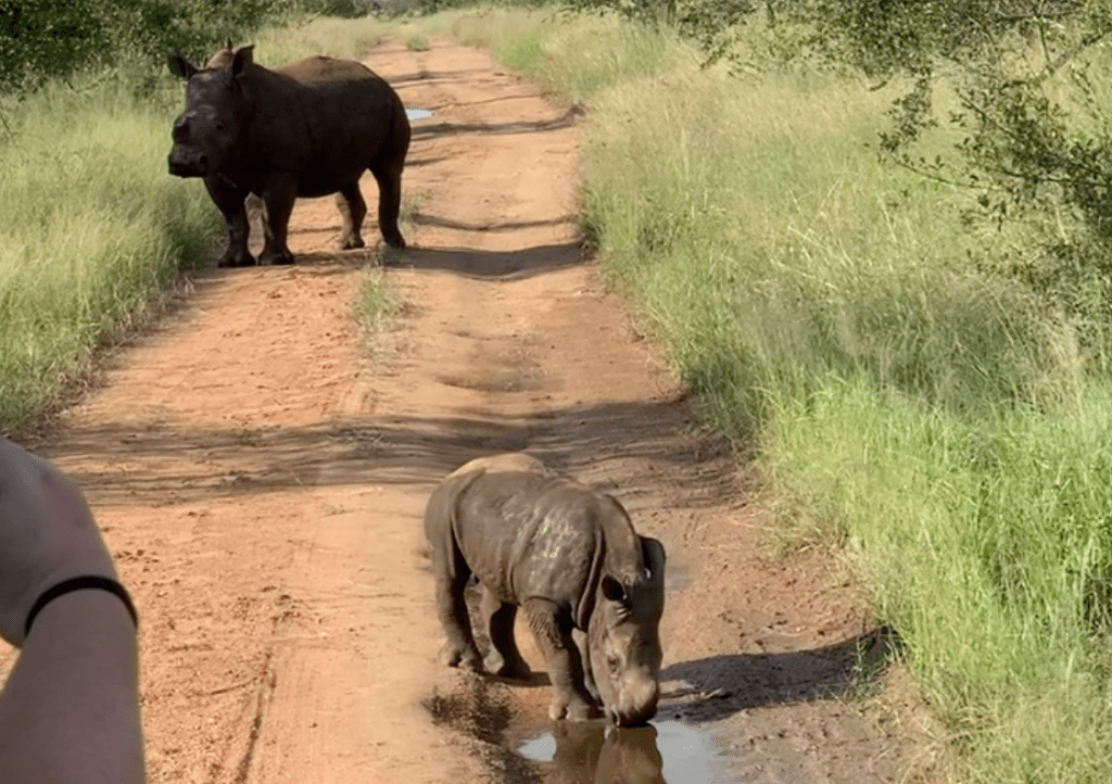 bay rhino in kruger