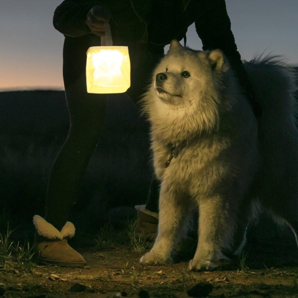 Solar powered light leading the way for dog