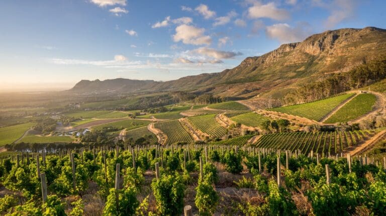 Constantia Wine Route panoramic view