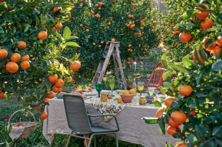 Boschendal Citrus Festival