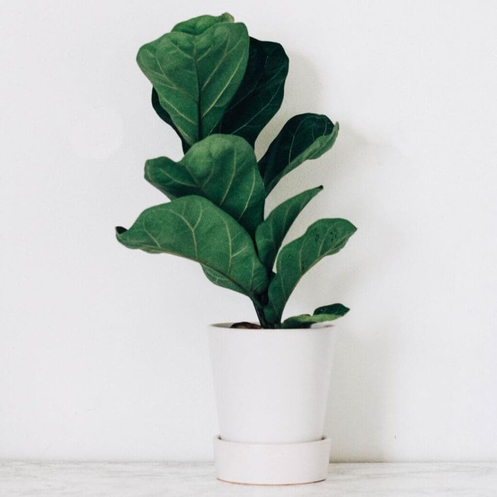 Fiddle leaf fig indoor plants