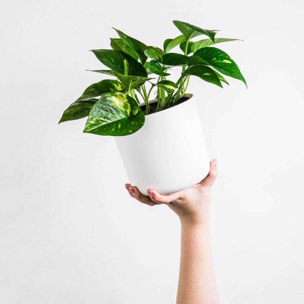 Pothos group of indoor plants