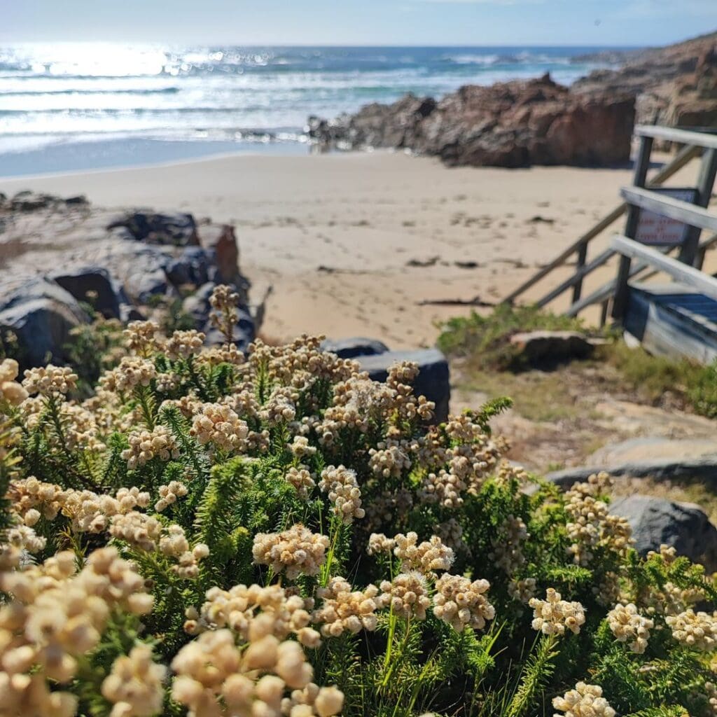 Beach walks Plettenberg Bay