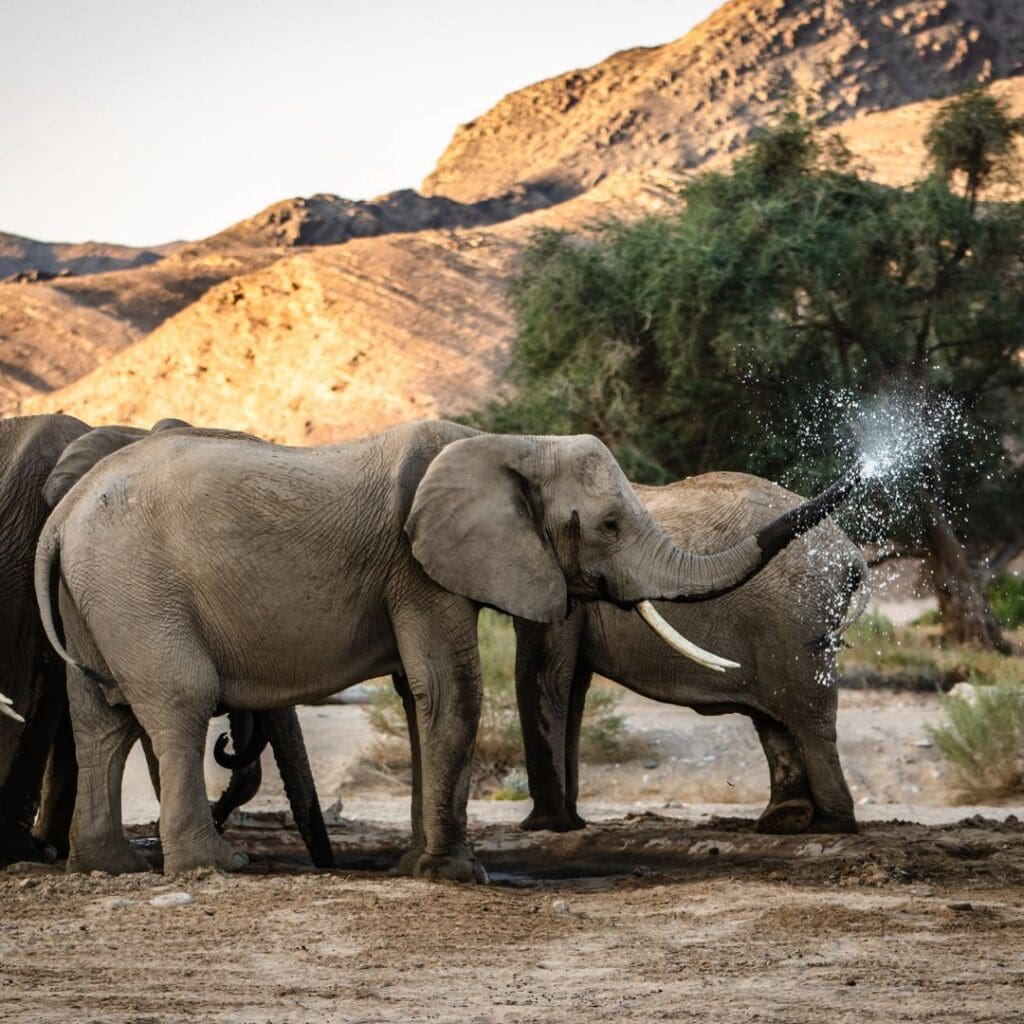 Desert elephants