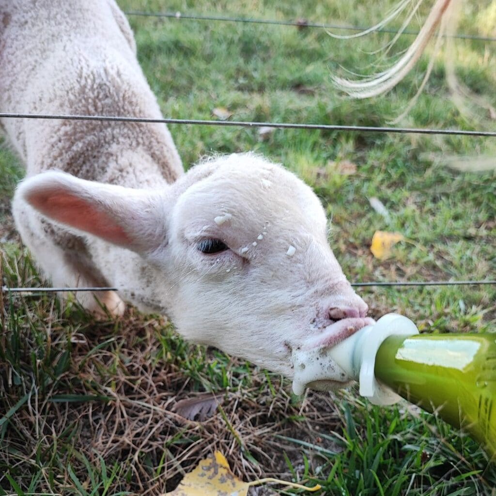 Feeding the lambs at New Holme