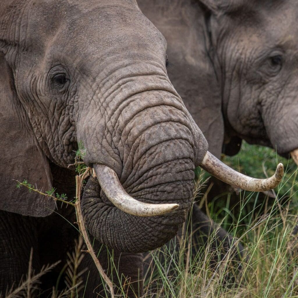 Savannah elephants