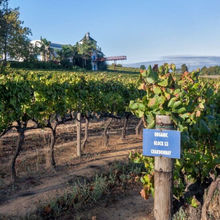 Organic Wines at Ladybird