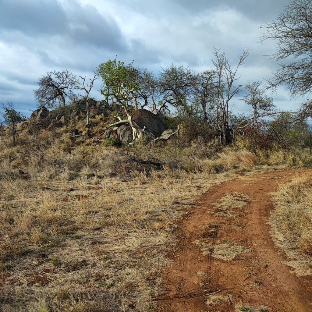 Balule Reserve Safari Moon Hoedspruit