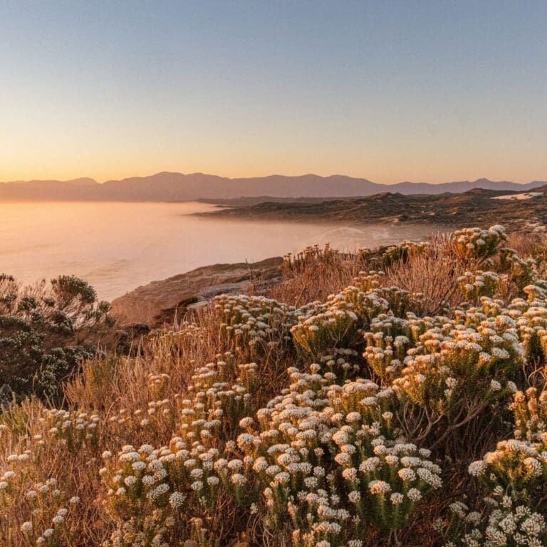 Grootbos Walker Bay vistas