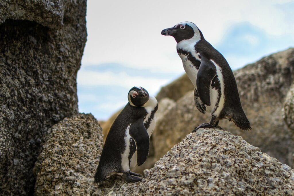 African penguins Boulders Beach