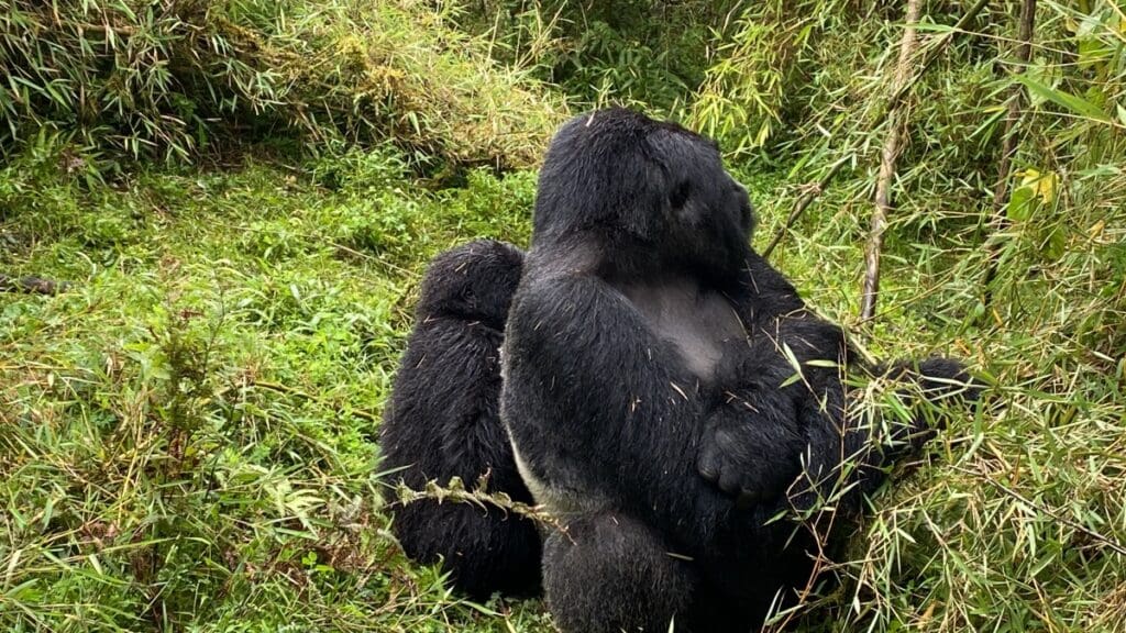 Gorilla Trecking in Rwanda