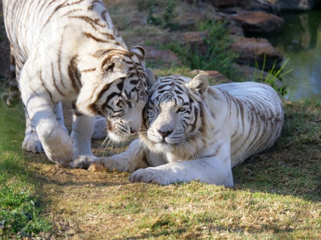 Rhino and Lion Nature - Tigers