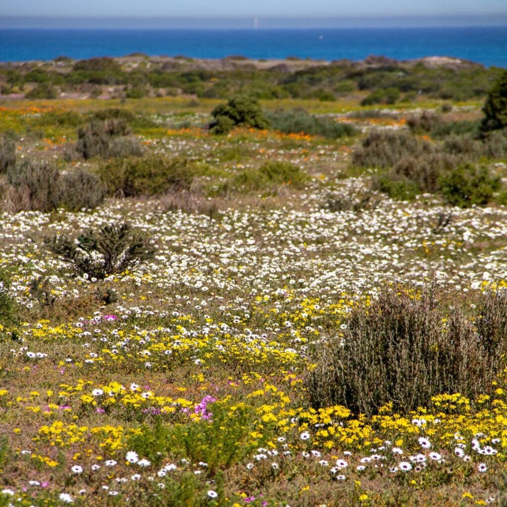 Flower season west coast south africa