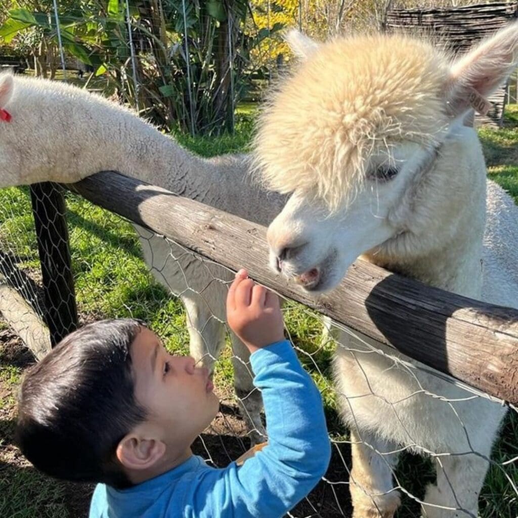 Child-friendly wine farms - Vredenheim