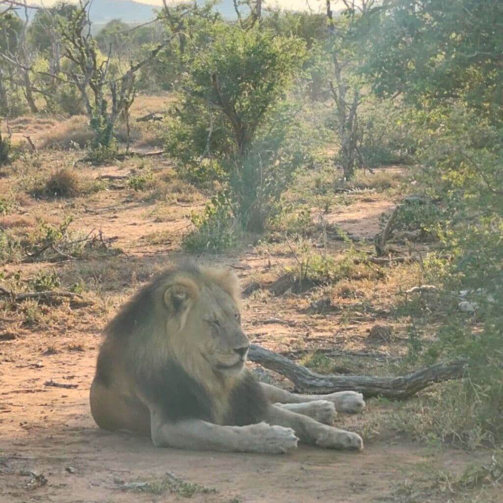 Lion at TAU Game Lodge