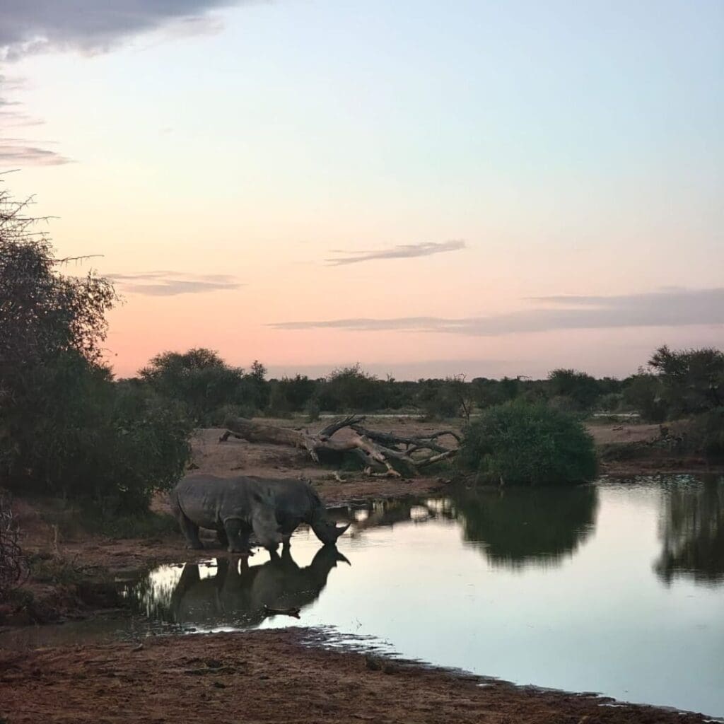 Rhinos at TAU Game Lodge