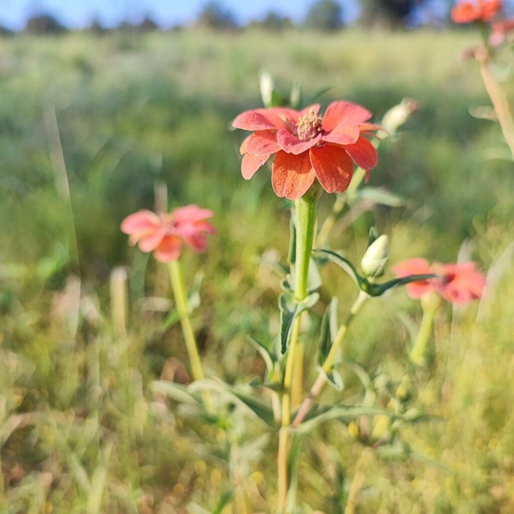 Zinnias