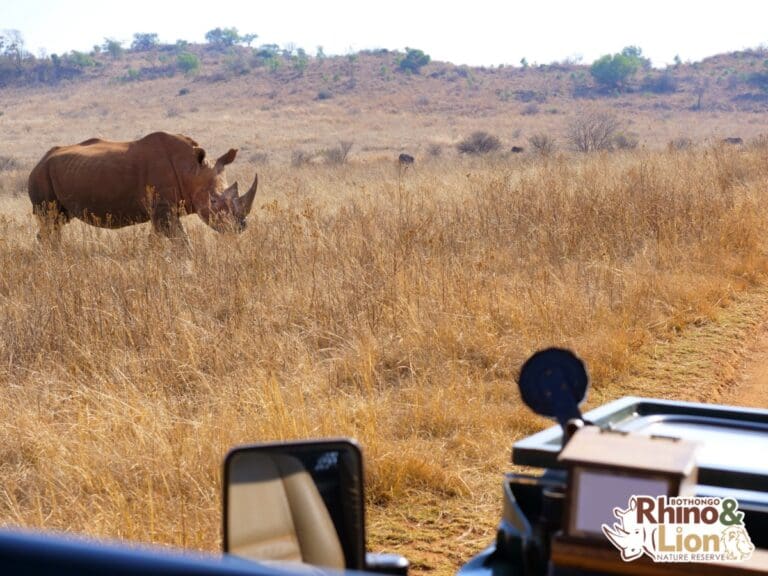 Rhino & Lion nature Reserve Game Drive