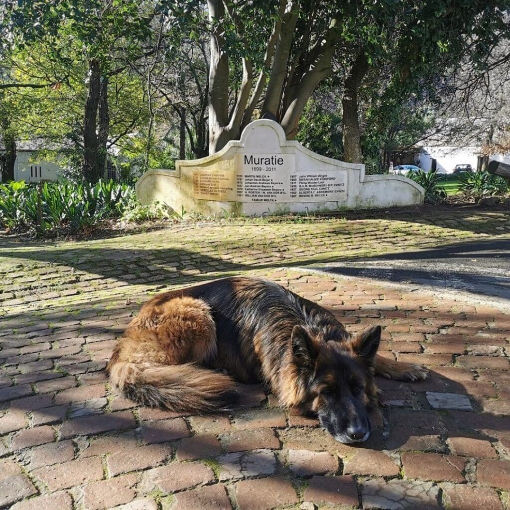 Saartjie, gracious guardian of the estate!