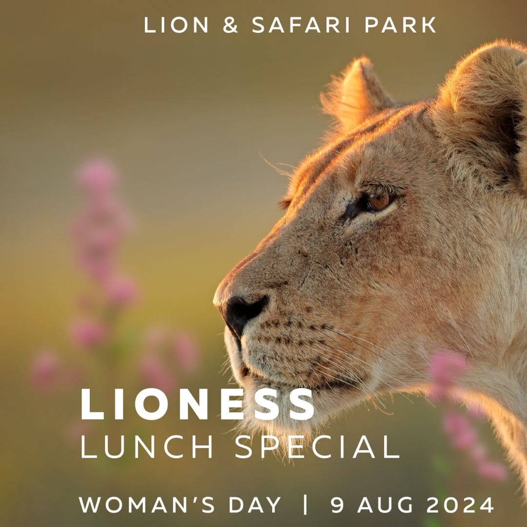 Lioness Lunch Special