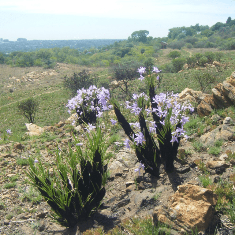 Melville Koppies Nature reserve in Johannesburg.