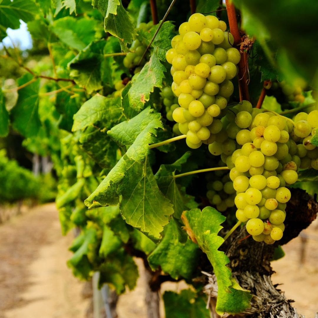 Wine Harvest