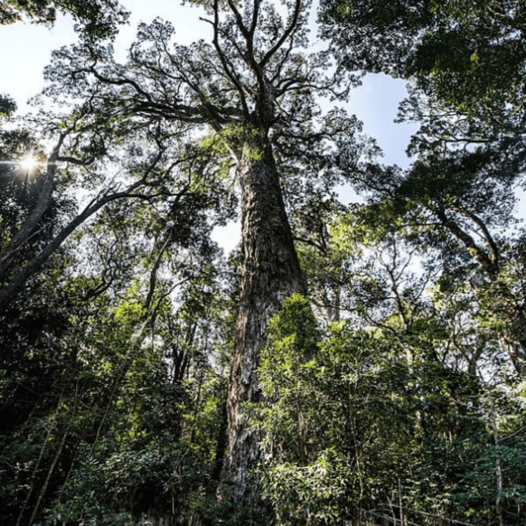 Forest Bathing in South Africa