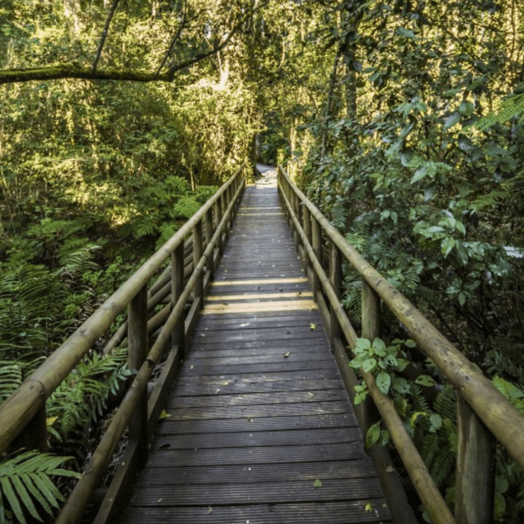 Forest Bathing in South Africa