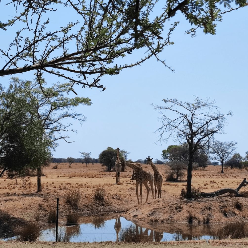 ISUZU MUX Review Wildlife Image at Safari Plains