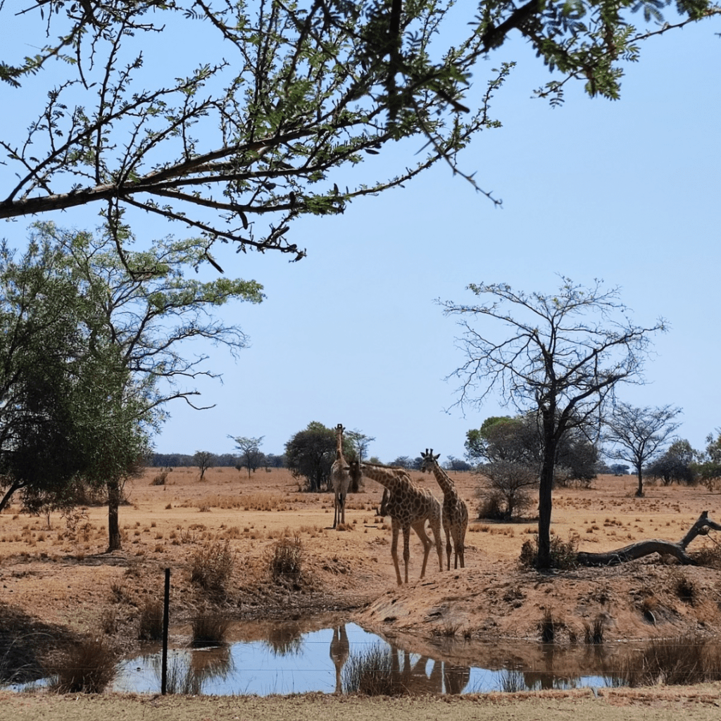 Safari Plains