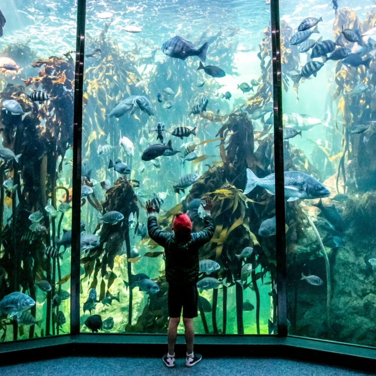 Child in aquarium