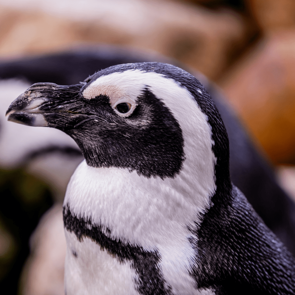 Penguin Experience