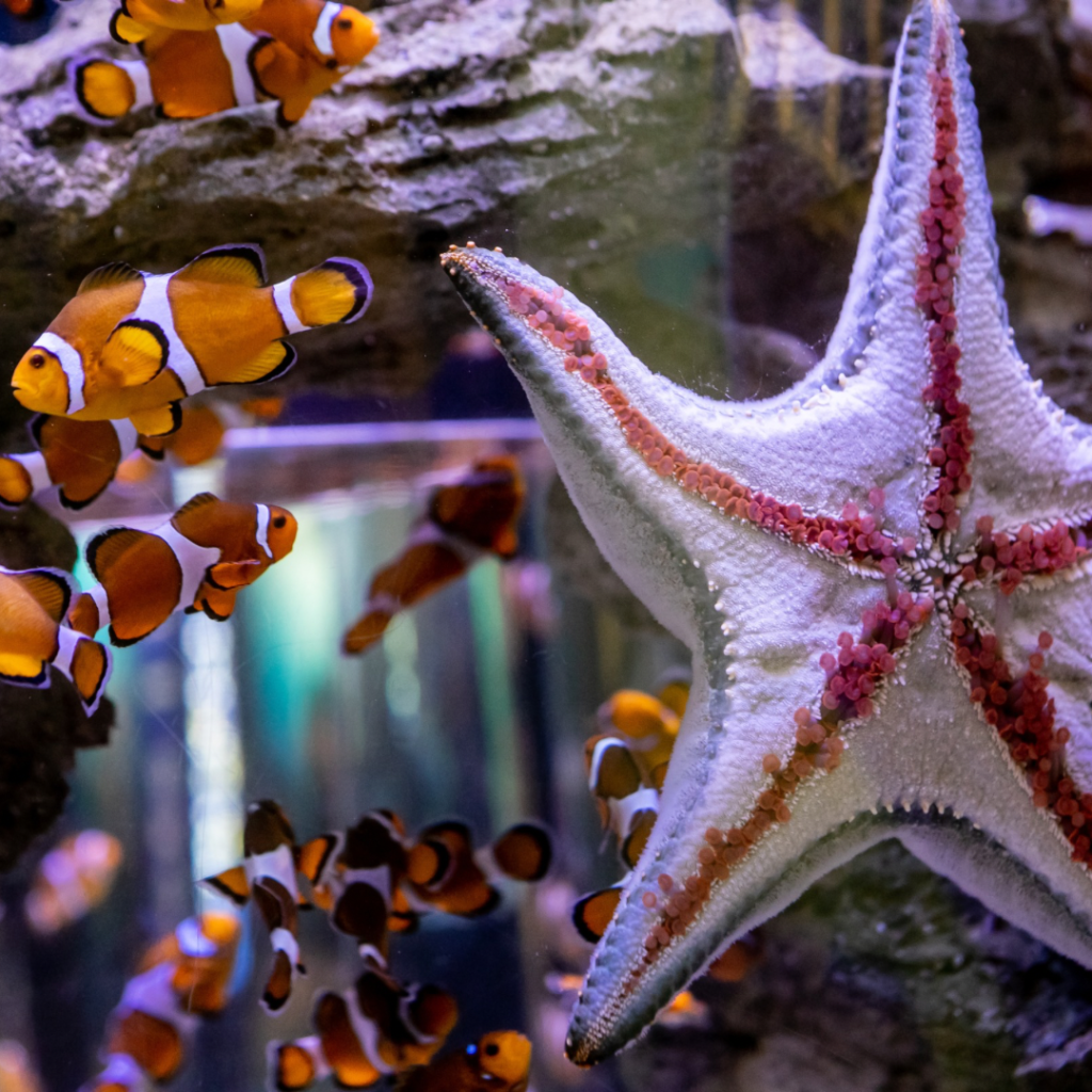 Starfish and goldfish