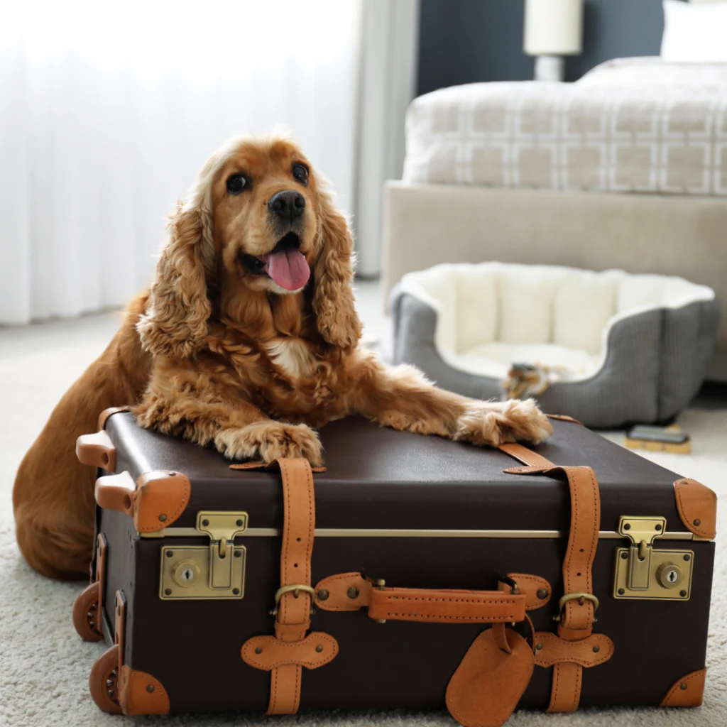 Pet friendly places to stay in SA