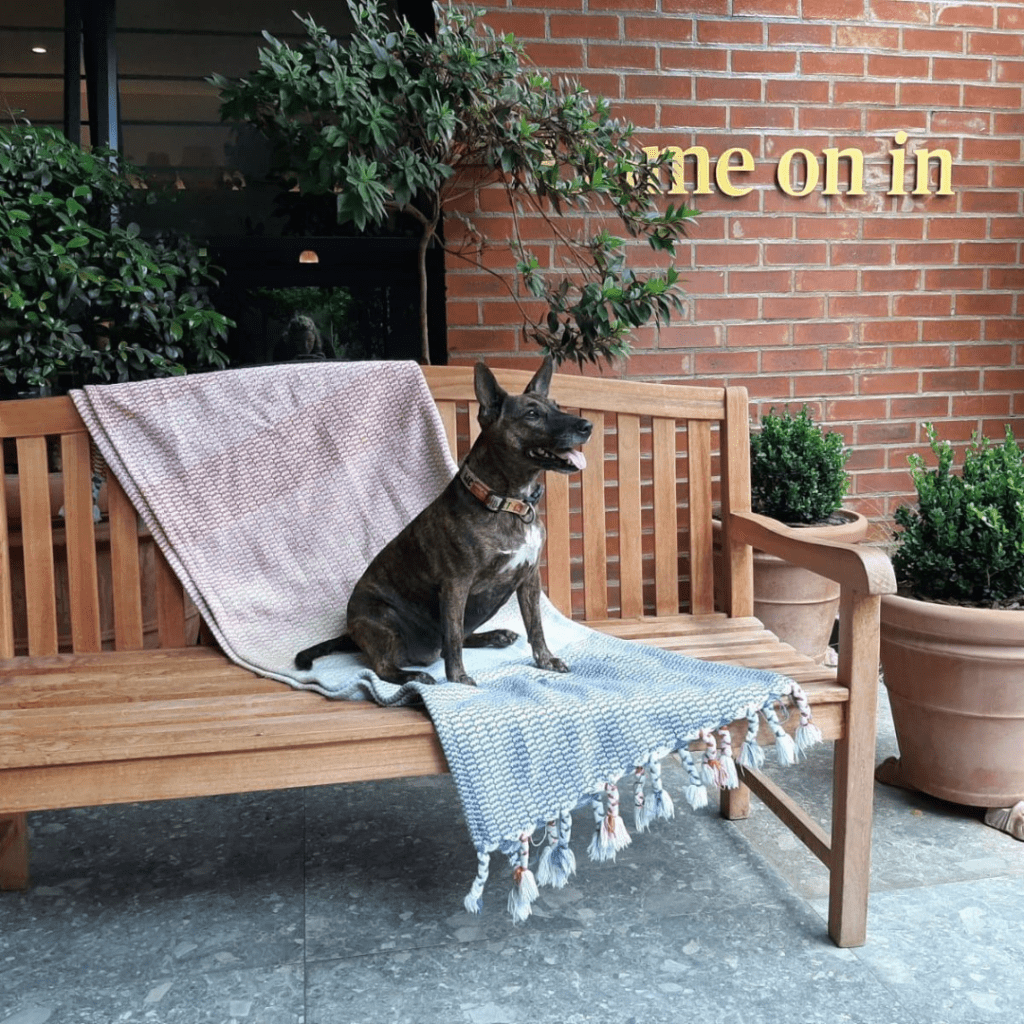 Pet friendly stays in Joburg