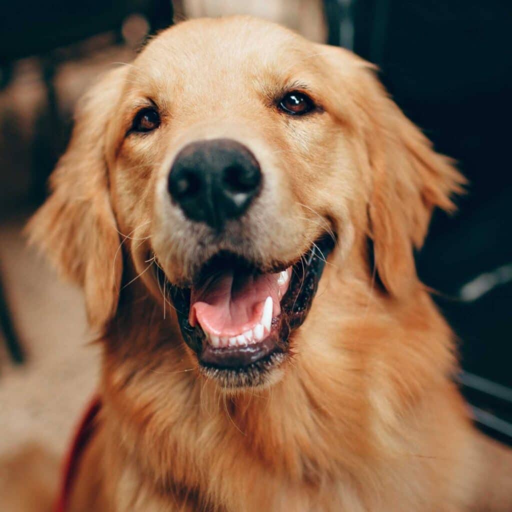 Kid Friendly Restaurants in Joburg - Delta Cafe Dog