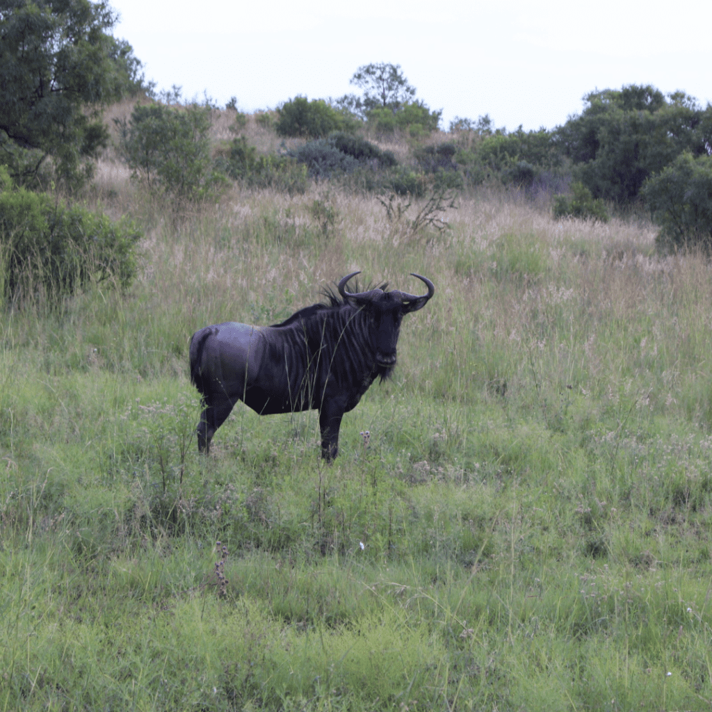 Wildebeest at Riverhorse Lodge
