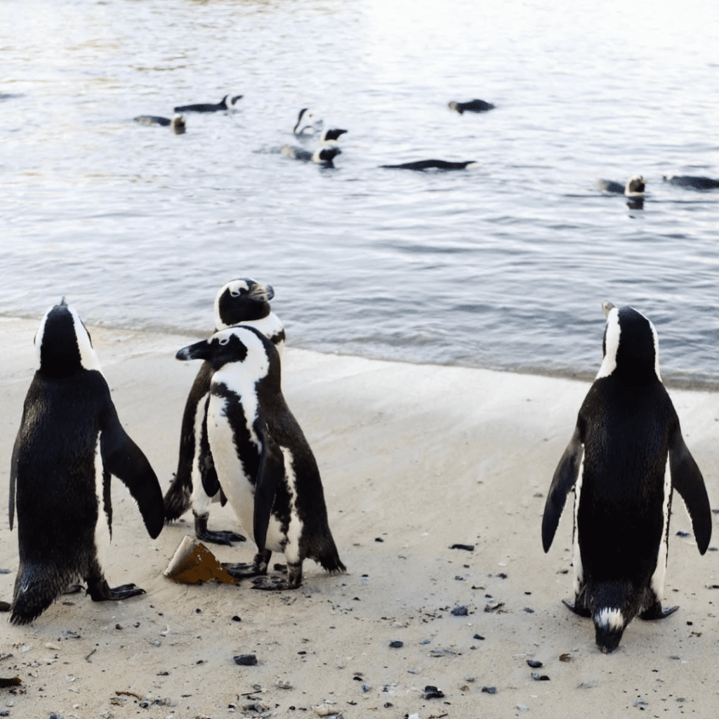 African Penguins