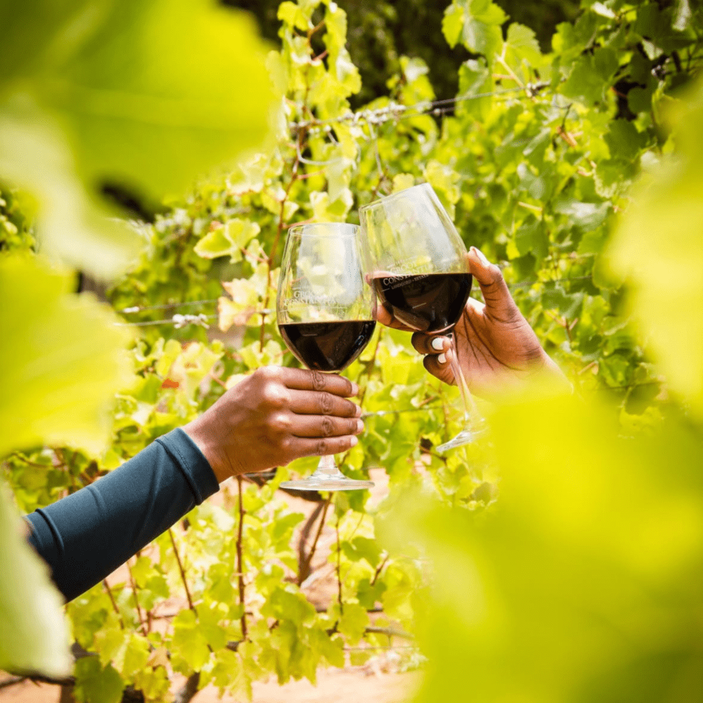 Groot Constantia Vineyard