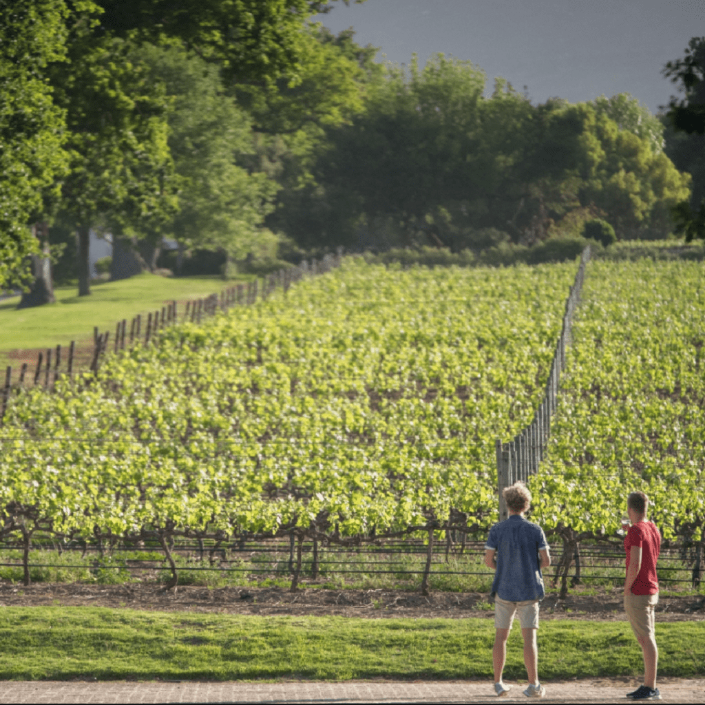 Groot Constantia
