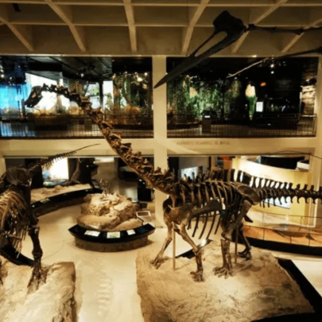 Durban Tourist Attraction at Natural Science Museum