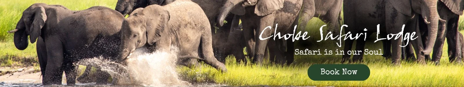 Chobe Safari Lodge Website Banner