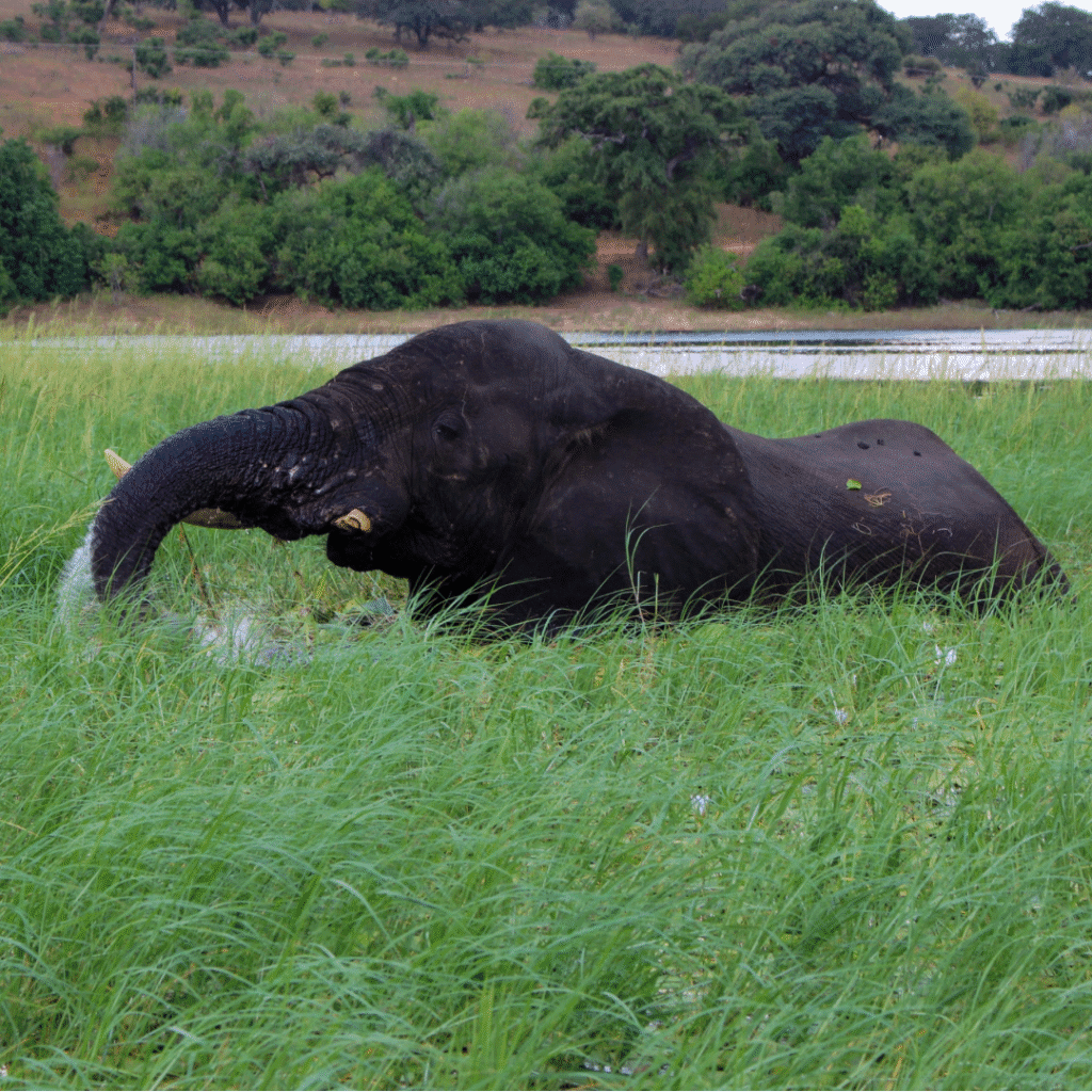 WWF Photo Competition