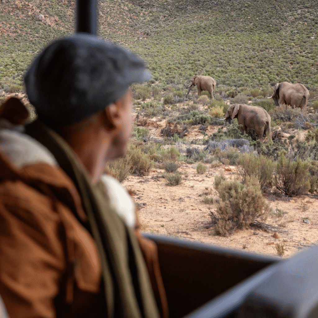 Aquila Safari Winter game Drives