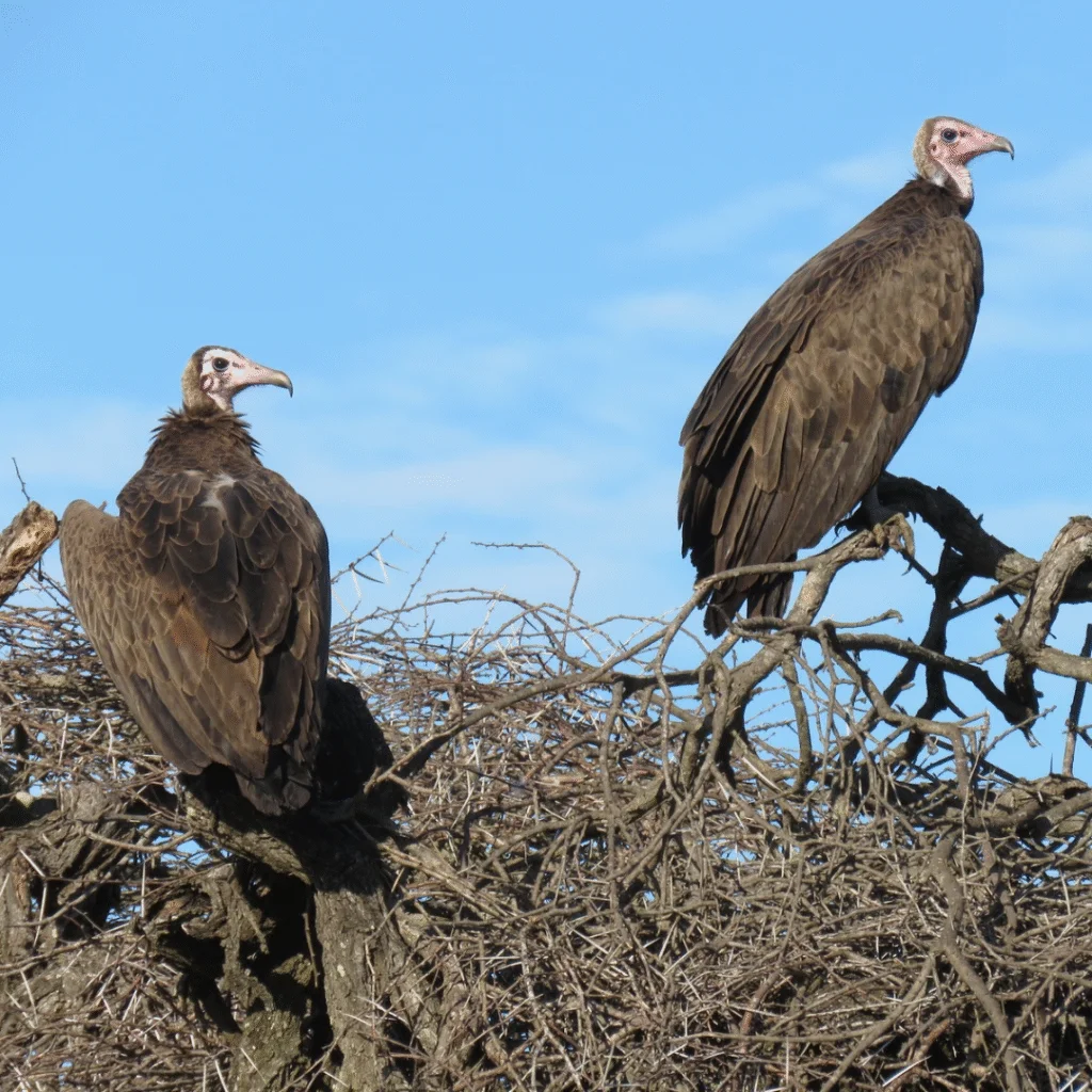 First Hooded Vulture nest spotted in KZN after an aerial survey