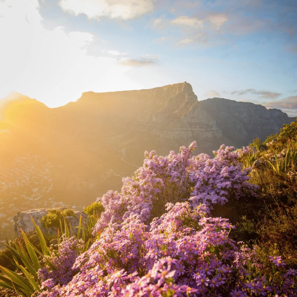 Mother City, South Africa’s Cape Town, blooming in Spring