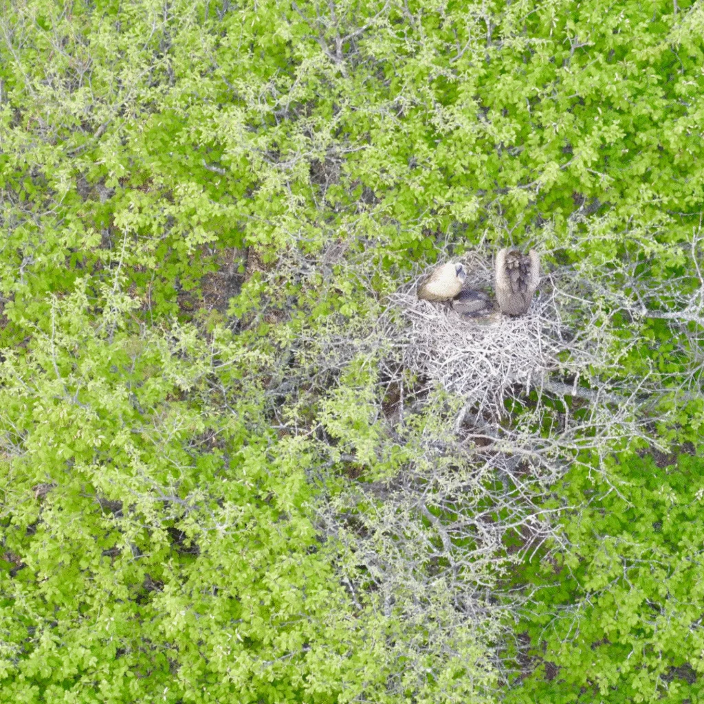 First Hooded Vulture nest spotted in KZN after an aerial survey