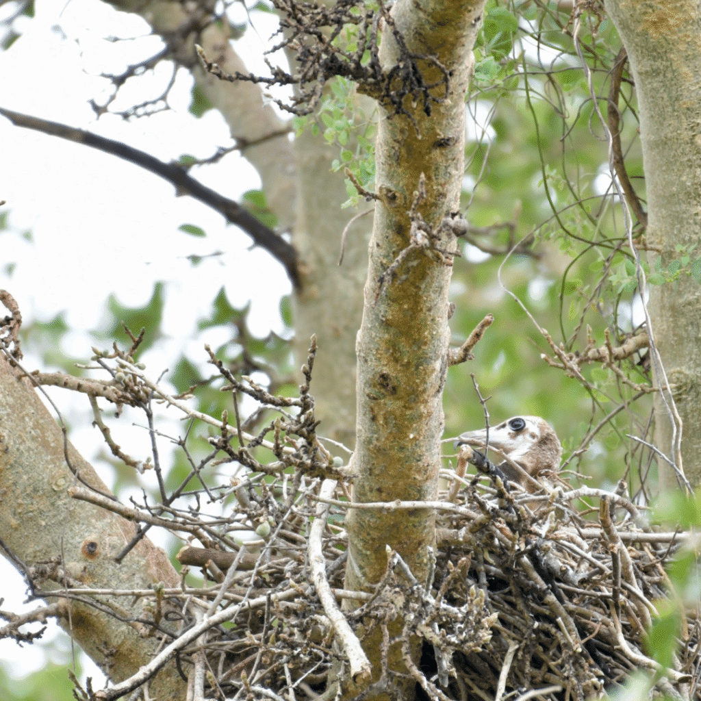 First Hooded Vulture nest with large chick spotted in KZN after an aerial survey