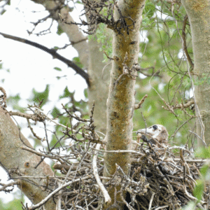 First Hooded Vulture nest with large chick spotted in KZN after an aerial survey